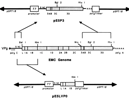 FIG. 4.areasillustratedsequencessegment Key elements of plasmids pE5P3 and pE5LVPO. The EMC genomic segments included within plasmids pE5P3 and pE5LVPO are schematically