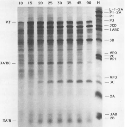 Fig. 2A).longerwere The gel depicted in Fig 2A was reexposed for a time (10 days), but 3H-labeled bands other than 3C still not detectable