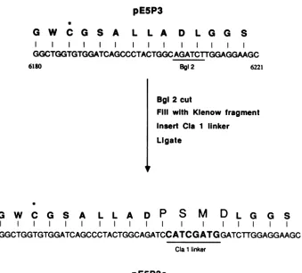 FIG. 6.uniquerestriction Construction of plasmid pE5P3c. The procedures used to insert 12 bases into the 3C region of clone pE5P3 are outlined