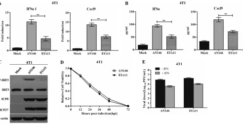 FIG 11 Comparative analysis of ΔN146 and EUs11(C) Viral effects on IRF3 phosphorylation