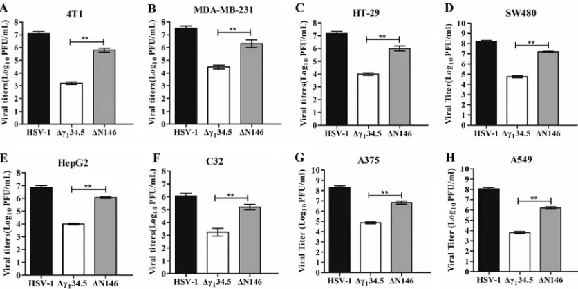 FIG 1 Comparison of viral replication in tumor cell lines. 4T1 (A), MDA-MB-231 (B), HT-29 (C), SW480 (D), HepG2 (E), C32 (F), A375 (G),and A549 (H) cells were infected with HSV-1, Δ�134.5, or ΔN146 (0.01 PFU/cell)