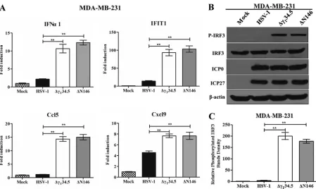 FIG 6 Viral response to type I interferon. (A)V ero cells were untreated or pretreated with human IFN-then infected with indicated viruses at 0.01 PFU per cell