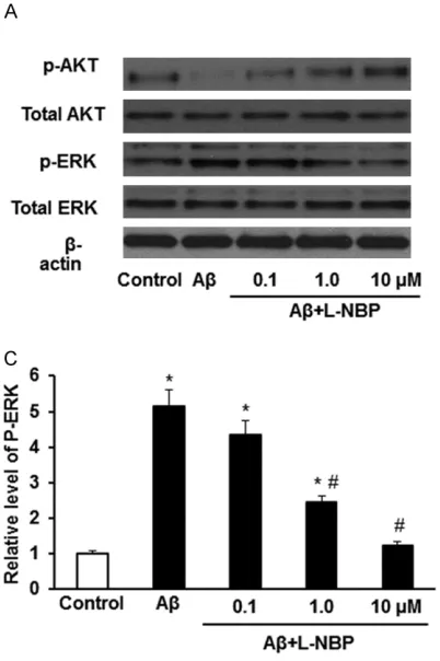 Figure 3. L-NBP can reverse Aβ1-42 induced decrease in the phosphorylation of AKT and increase in the phosphorylation of ERK