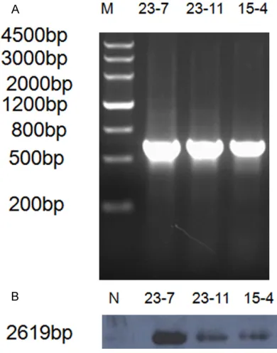 Figure 2. Identification of transgenic mice by PCR and Southern blot analysis of genomic DNA