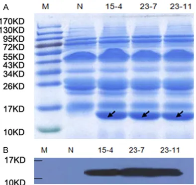 Figure 3. Expression of hLYZ in the milk of transgenic bers on the left indicate the molecular weights of the protein standards