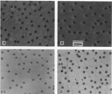 FIG. 1.microscopiccharacteristicMicrographs Electron-microscopic analysis of Ar+-etched X
