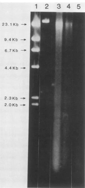 FIG. 2.growththenumliquidamounts Effect of Ar+ etching on the amount of DNA present in X head