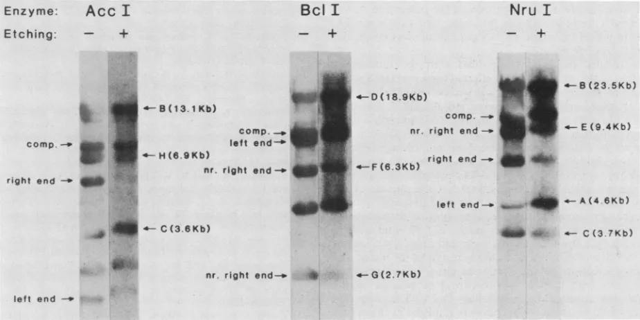 FIG. 4.;_~~Hfor Restriction maps ofDNA for AccI, Bc(I, and NruI. Maps show digestion sites expected on the basis of the published sequence XcIindlts857Sam7 DNA (16)