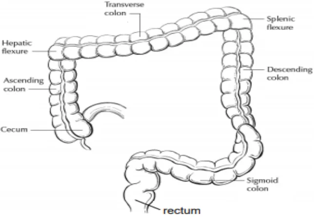 Figure 1: Anatomical subsites of colon, 8th Edition, AJCC Staging Manual 