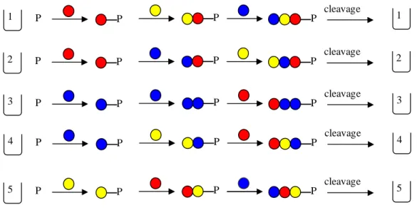 Figure 3.3. shows the principle of the synthesis of five different trimers, for example tripeptides,  in parallel