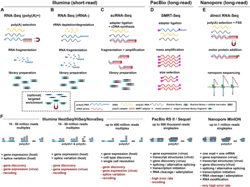 FIG 1 Comparison of major RNA sequencing methodologies. Viral transcriptome proﬁling by NGS can be performed using either short-read (Illumina) orHigh error rates require dedicated correction and analysis pipelines
