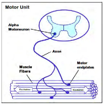 Figure 2.1: MUAPs extract from sEMG 