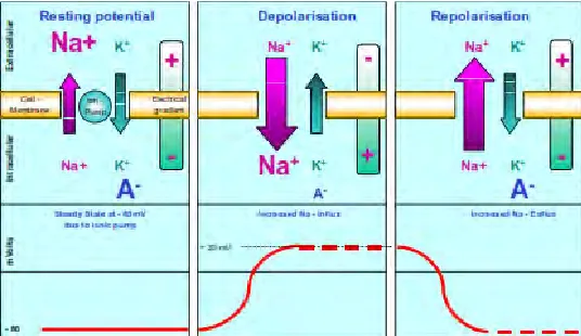 Figure 2.3: The Depolarization and Repolarization of Motor Unit (MU). 
