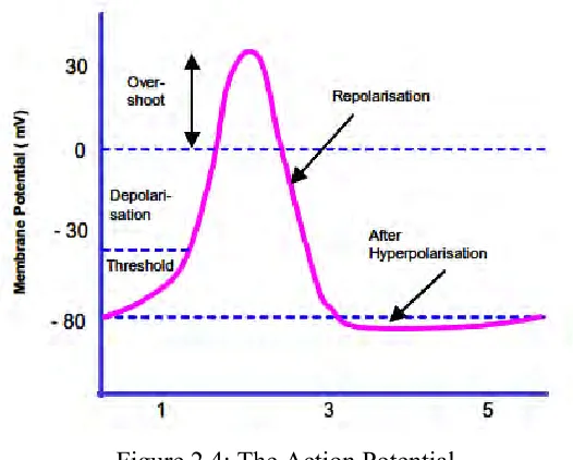 Figure 2.4: The Action Potential 
