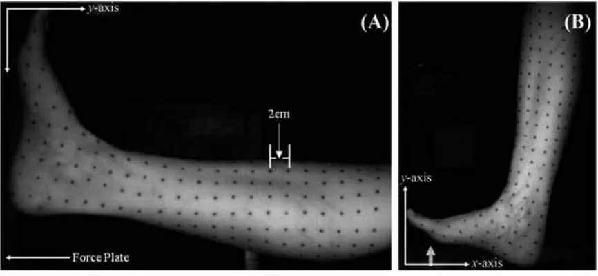 Figure 4. Square grid of uniform circular markers used for tracking soft tissue motion on the distal lower extremity (Modified from Brydges et al., 2015)