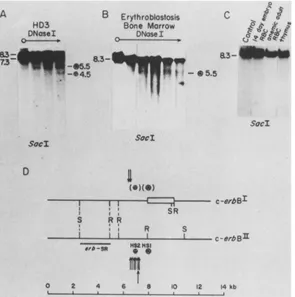 FIG.1.digestionscellstheendonucleaseTheDNAsinsertionssite; DNase I-hypersensitive sites near selected integrations in the chicken c-erbB gene