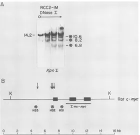FIG. 2.c-mycisolated DNase I-hypersensitive sites near selected integrations in the rat c-myc gene