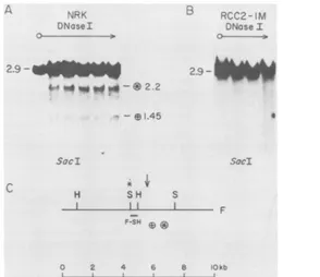FIG. 6.nuclei Hypersensitive sites near the unselected integration in locus C. Autoradiographs of EcoRI-digested DNA from DNase I-treated of NRK (A) or RCC2-1M (B) cells hybridized with probe C-PR