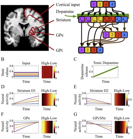 Fig. 1. Neural model and simulated neural dynamics. A) Schematic representation of the anatomic neural areas discussed in the paper (left) and graph illustrating theaction-state values