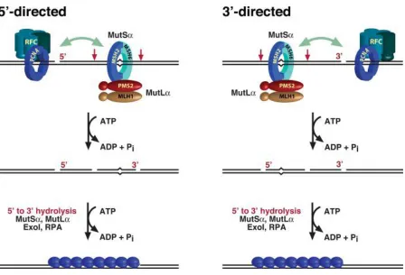 Figure 1.2 Possible role of MutL latent endonuclease activity in bidirectional eukaryotic 