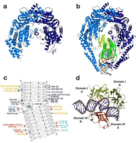 Figure 1.3 Structures of Taq MutS (reproduced from Kunkel and Erie 2005). a. Structure of DNA-free Taq MutS homodimer