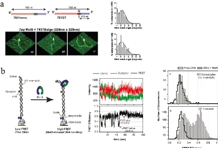 Figure 1.4 Single molecule studies of DNA bending by MutS. a. AFM studies of MutS-DNA 