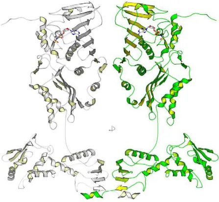 Figure 1.5 The composite model of full length MutL (reproduced from Polosina and Cupples 