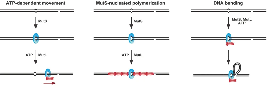 Figure 1.7 Models for coupling between mismatch recognition and strand discrimination 