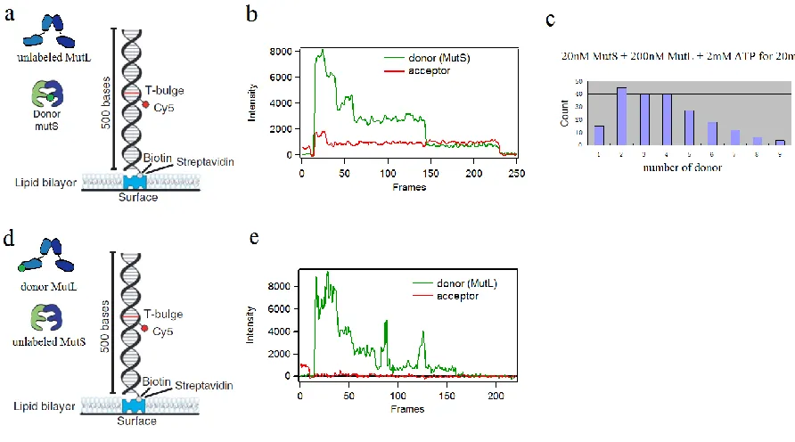 Figure 4.3 Counting the number of MutS and MutL by photobleaching of donor. a. 