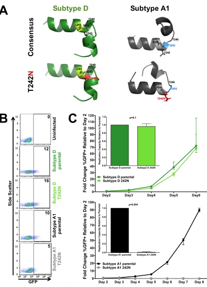 FIG 5 Subtype-speciﬁc mutational constraints drive differential Bversus bottom) by disrupting helix formation (i.e., codon 241, blue) and upstream folding
