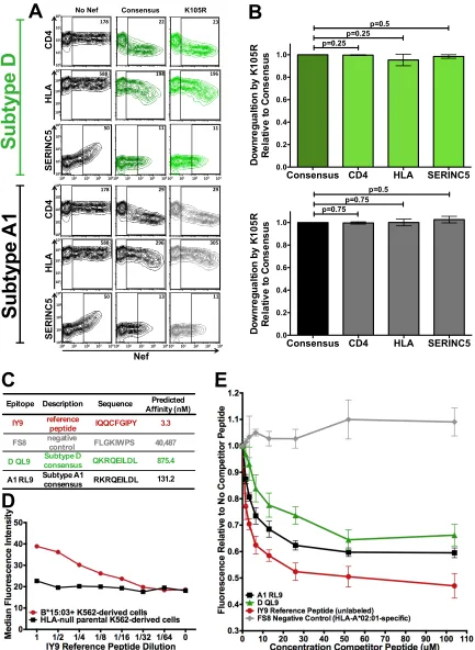 FIG 7 Subtype-speciﬁc epitope presentation drives differential B*15:03-mediated selection of Nef K105R between subtypes A1 and D