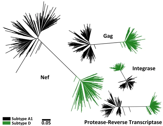 FIG 1 Maximum likelihood phylogenies inferred from subtype A1 and D gag, protease-RT, integrase, andnef sequence data sets