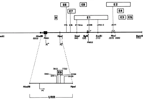 FIG. 1.BPV-1PMS-1particularofsequence mutations Organization of the BPV-1 genome and location of mutations within the viral DNA