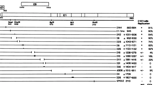 FIG. 2.Thetheadeletedofbetweennucleotidesobtainedindicatesvaried + the Deletion and linker insertion mutations within the BPV El ORF: map positions and transient replication properties in C127 cells