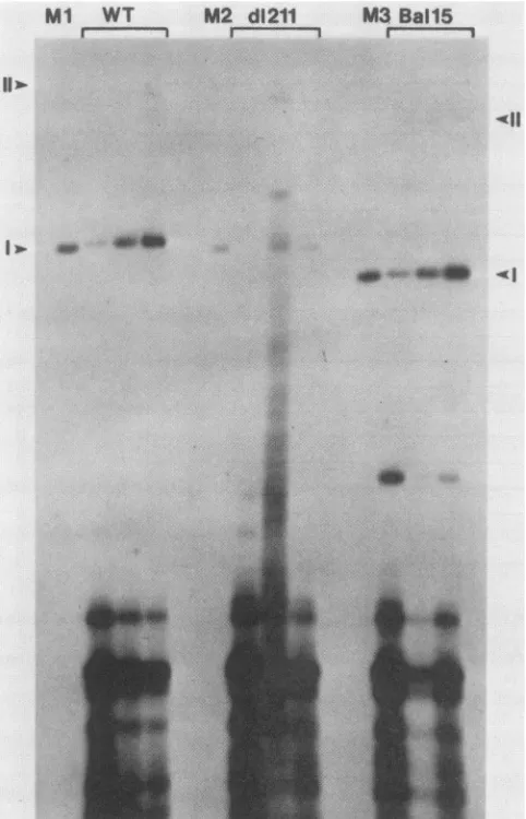 FIG.duethroughpgleft(nickedDNAelectrophoresis,throughoutLaned1211dimethylDNAprobe  andeach to M2 (unreplicated) (specific  partialwas DpnI was of right contained used WT circle)  indicatethe WT activity, lane  forpMLBPV5 all  of 20and was  theexperiments