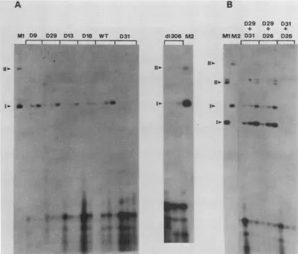 FIG. 4.BamHIofDNAs,D29Therefore,plaSmid,ug DNA (A) Transient DNA replication of BPV El mutants D9, D29, D13, D18, D31, d1306, and WT pMLBPV5 in C127 cells