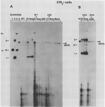 FIG.Iexperiments.ofofbyorReplicationpMLBPVreplicationcellularlanes)wereFig.WTindicatesD43 partial time uncut 6