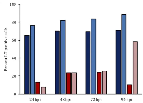 FIG 2 FAM111A restricts the formation and frequency of SV40 host range viral replication centers