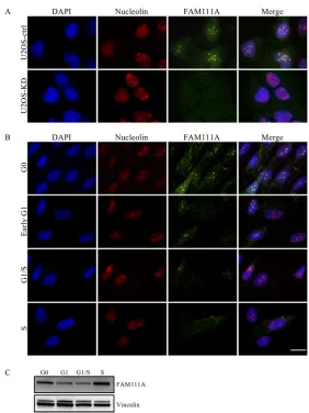 FIG 31/S, and S phase blotted with0of all samples were imaged by spinning-disk confocal microscopy atstaining of U2OS-ctrl (A, top) or U2OS-KD (A, bottom) and synchronized HFF cells (B) in G1m