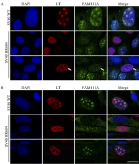 FIG 4 FAM111A colocalizes with LT in WT and HR684 viral replication centers. Immunoﬂuorescencestaining of U2OS-ctrl cells infected with WT SV40 (top) or HR684 (middle and bottom) at 72 hpi (A) andHFF cells infected with SV40 WT (top) or SV40 HR684 (middle 