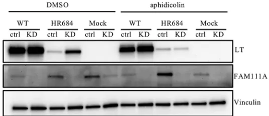 FIG 5 Inhibition of cellular and viral DNA replication affects the FAM111A-mediated early gene expres-sion phenotype of host range mutants