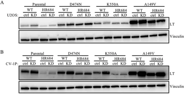 FIG 6 SV40 LT replication-defective mutations affect the FAM111A-mediated early gene expressionphenotype of host range mutants