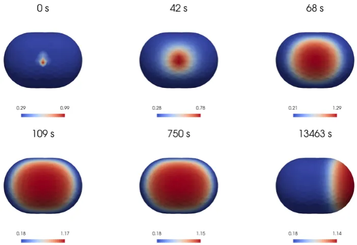 Figure 8: Variation in time of the total mass of active (left) and inactive (right) GTPases of thenumerical solution shown in Figure 7