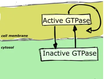 Figure 1: The minimal GTPase circuit with positive feedback for the activation ([37, 2])