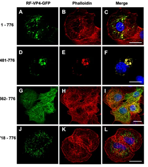 FIG 4 Effects of successive N-terminal deletions on the colocalization of VP4-GFP constructs with actinmicroﬁlaments