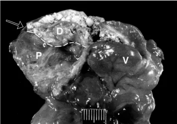 Figure 1.Lateral radiograph of an eclectus parrot with dysplastic koilin that resulted in obstruction of the proventric-ulus