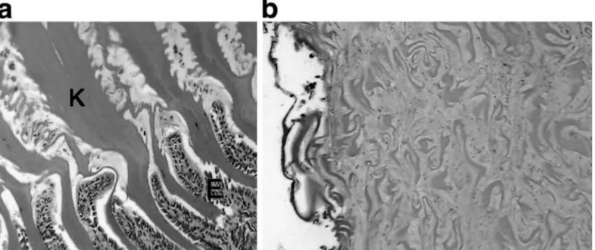 Figure 3.Photomicrograph of the normal ventricular koilin (a) and the dysplastic koilin of the ventricular diverticulum(b) from the eclectus parrot described in Figure 1