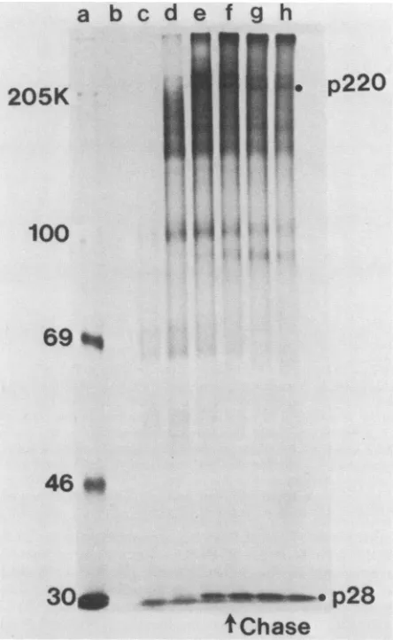 FIG. 3.forA590were(lanemethioninestantsamples min; SDS-PAGE analysis of polypeptides synthesized in con- pulse-variable chase experiment