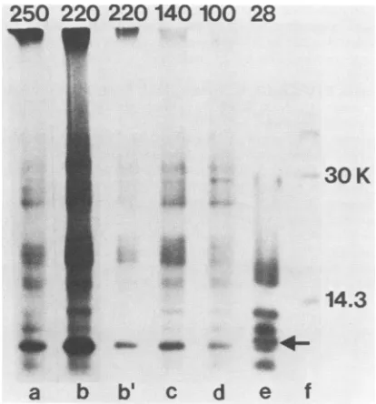 FIG.8.90interestdescribedcontrolrespectively.Virionelectrophoresedb,Lanes control min One-dimensional peptide mapping of in vitro products