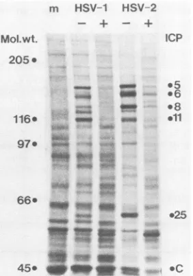 TABLE 4. Inhibition of HSV DNA polymerase by endogenousand exogenous IFN